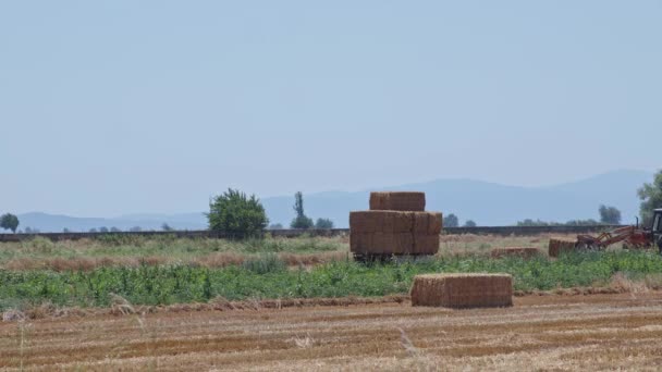 Farmers Harvesting Straw Crops Summer Season Footage — Stockvideo