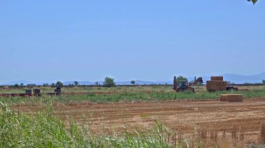 Yaz mevsimi görüntülerinde hasat edilen çiftçiler. 