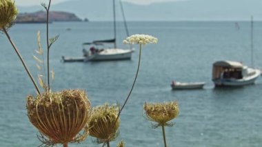 Yaz Turizm sezonu boyunca Santrallerin Arkasında Denizde Eğlence Tekneleri