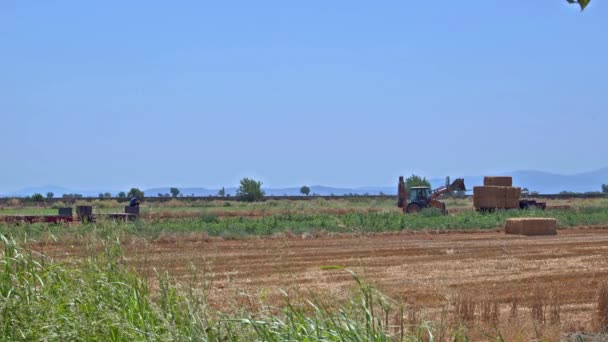 Agricultores Cosechando Paja Cultivos Las Imágenes Temporada Verano — Vídeos de Stock