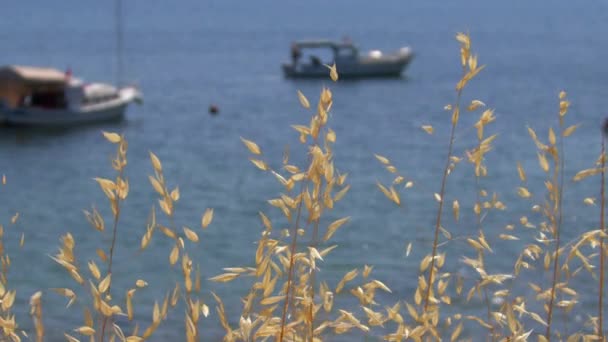 Fritidsbåtar Havet Bakom Växter Sommaren Turism Säsong — Stockvideo