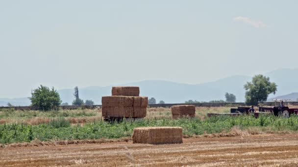 Agricultores Cosechando Paja Cultivos Las Imágenes Temporada Verano — Vídeos de Stock