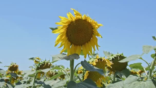 Gele Zonnebloemen Het Veld Een Wolkenloze Blauwe Lucht — Stockvideo