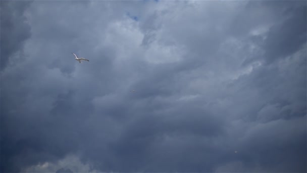 Seagulls Flying Stormy Gray Clouds Sky — Stockvideo