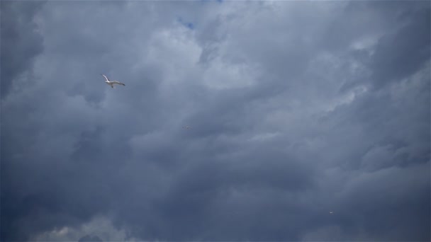 Seagulls Flying Stormy Gray Clouds Sky — Stock video