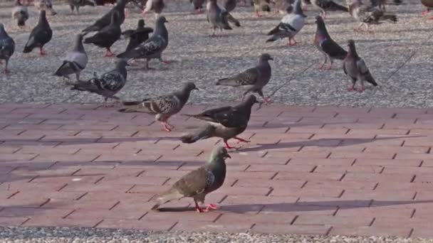 Troupeau Pigeons Volant Marchant Sur Plancher Béton — Video