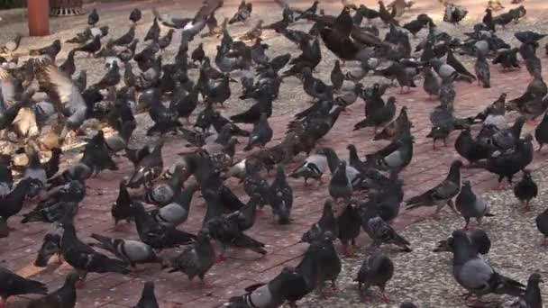 City Pigeons Flying Walking Park — Αρχείο Βίντεο