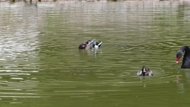 Zwarte Zwaan Mallard Eenden Drijven Green Lake — Stockvideo