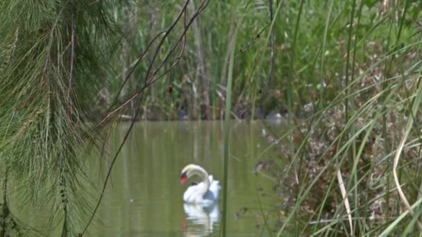 Silhouette White Swan Prickly Leaves Pine Trees Green Lake — Video