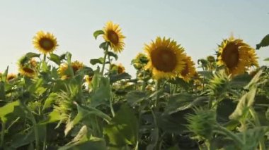 Ayçiçeği Rüzgarda Neşeli Dans Çekimi.