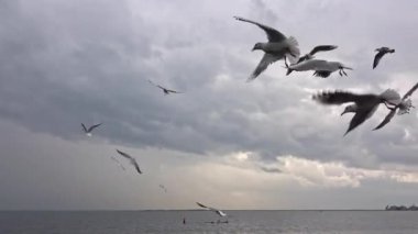 Gri Bulutlu Gökyüzünde Uçan Aç Martı Sürüsü.