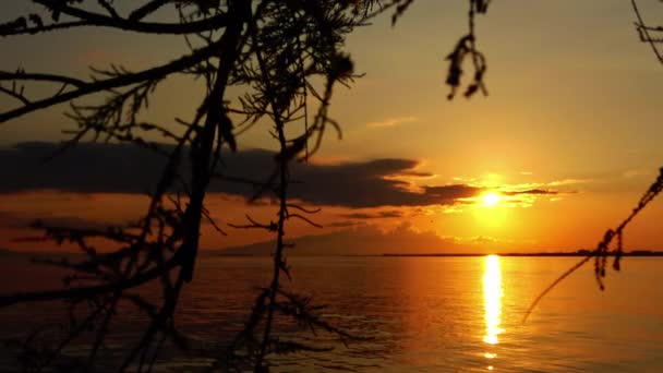 Orange Sunset Budding Tree Branches Ocean Island — стокове відео