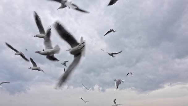 Flock Hungry Seagulls Flying Gray Cloudy Sky — Stock Video
