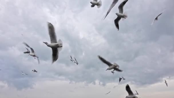 Flock Hungry Seagulls Flying Gray Cloudy Sky — Video Stock