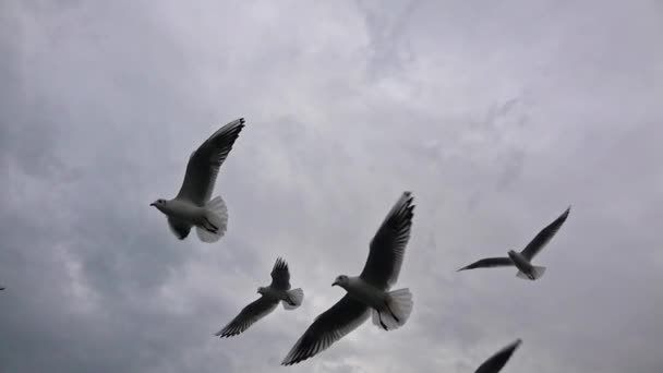 Flock Hungry Seagulls Flying Gray Cloudy Sky — 图库视频影像