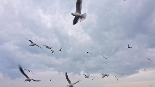 Flock Seagulls Flying Cloudy Gray Sky — Stock Video