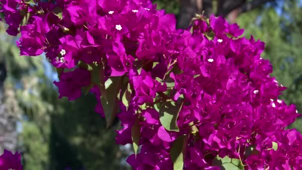 Bougainvillea Branches Blooming Flowers Summer Footage — Stockvideo