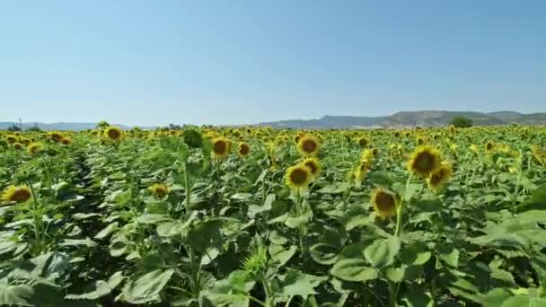 Sunflower Agriculture Field Close Footage — Vídeos de Stock