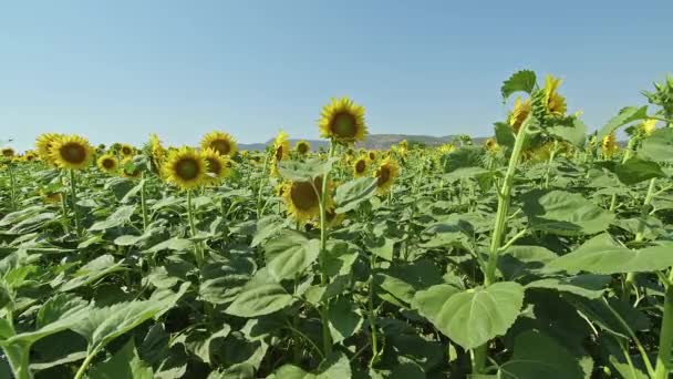 Sunflower Agriculture Field Close Footage — Vídeos de Stock