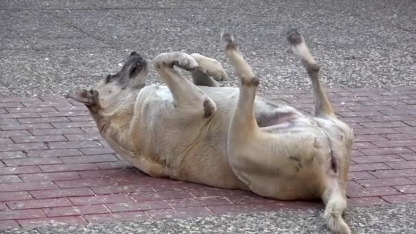 Playful Dog Dancing Its Legs Lying Its Back Concrete Floor — ストック動画