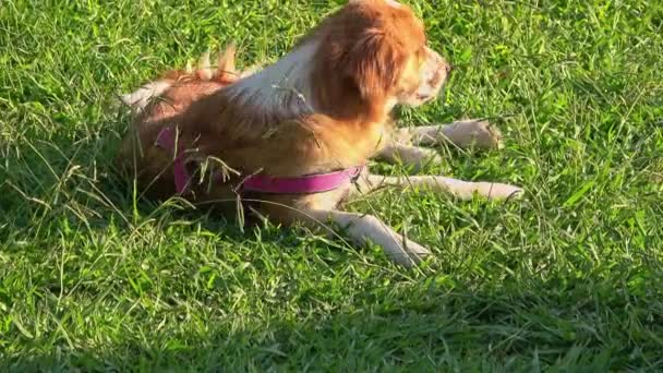 Playful Dog Rolling Green Grass Footage — стоковое видео