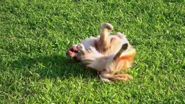 Playful Dog Rolling Green Grass — стоковое видео