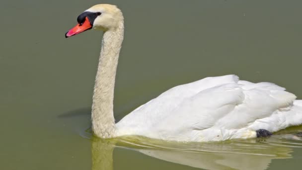Beautiful Alone Swan Floating Slowly Calmly Lake Water Footage — Vídeo de Stock