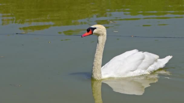 Beautiful Alone Swan Floating Slowly Calmly Lake Water Footage — Vídeo de stock