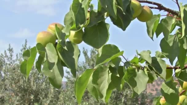Apricot Tree Swinging Wind Summer — Video