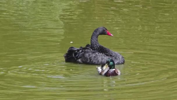 Black Swan Mallard Duck Floating Green Lake Water — Stockvideo
