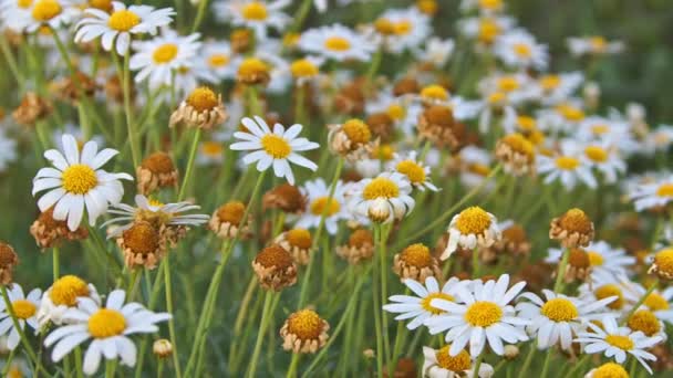 Yellow White Daisy Flowers Garden — Stock Video