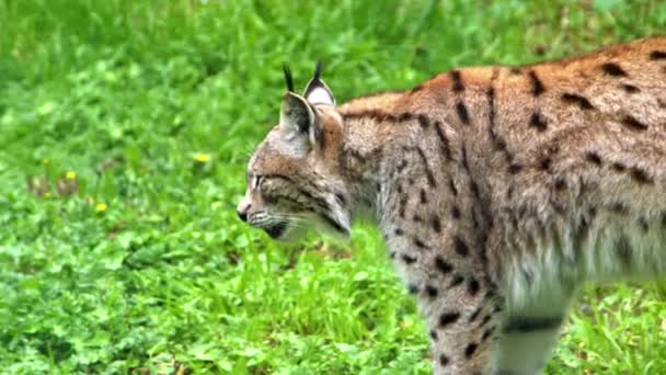 Wild Lynx Cat Walking Green Grass — 图库视频影像