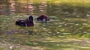 Mandarin Duck Floating And Grooming in Green Waters Footage.