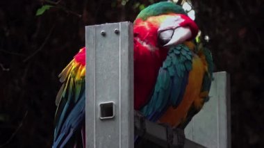 Two Colored Parrot Perched on Metal Ladder.