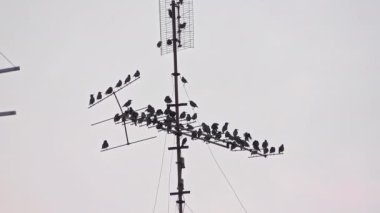 Flock of Starling Birds Perched on Vintage Television Antenna Footage.