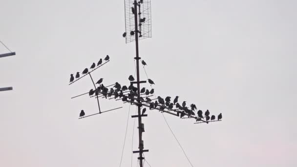 Flock Starling Birds Perched Vintage Television Antenna Footage — Vídeos de Stock