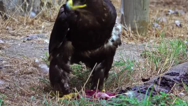 Mountain Black Eagle Eating Raw Meat Footage — Stock Video