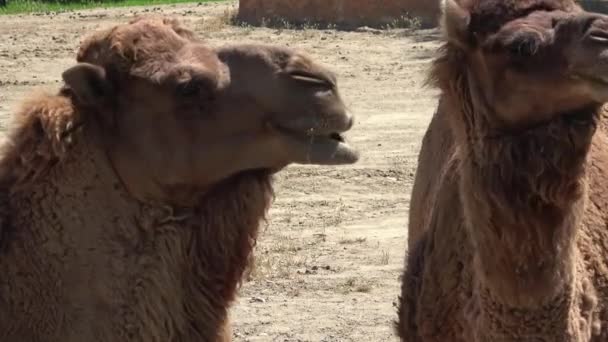 Two Brown Camels Rumination Footage — Video Stock