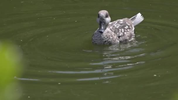 Duck Grooming Bathing Green Lake Water — Stockvideo