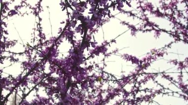 Redbud Tree Branches With Purple Flowers In The Sunless Sky
