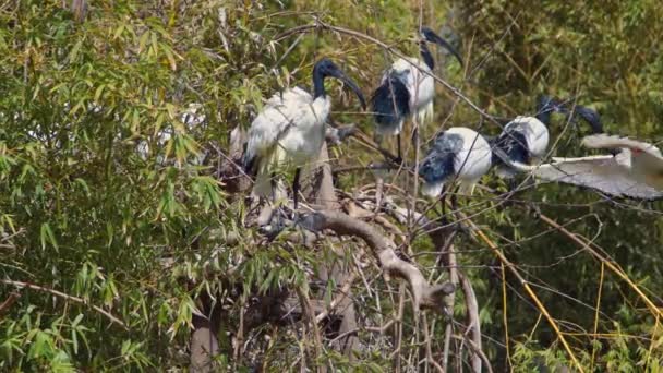 Australian White Ibis Birds Perched Tree Branches — стоковое видео
