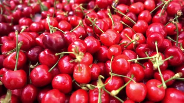 New Harvest Season Yummy Organic Fresh Cherry Stack — Vídeos de Stock