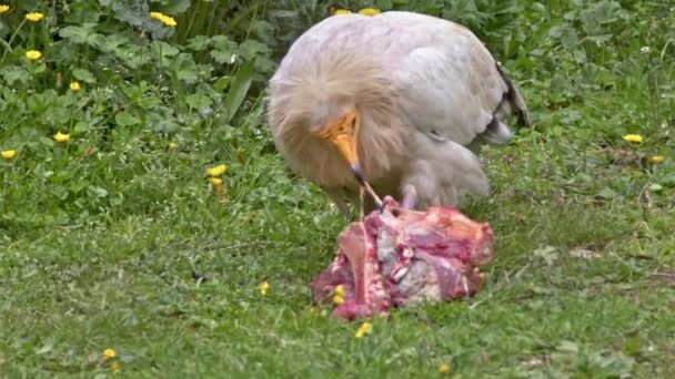 Egyptian Vulture Eating Prey — Stockvideo