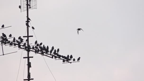 Flock Wild Starlings Perched Television Antenna Mast Footage — Vídeos de Stock