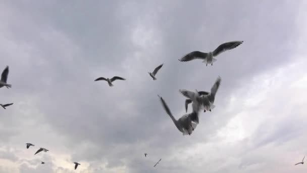 Low Angle View Seagull Birds Flying Gray Cloud Sky Footage — Vídeo de Stock