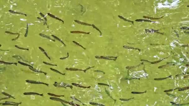 Trout Fishes Swimming Water — Stock Video