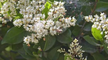 Honeybee Searching for Pollen Among Fragrant Flowers Footage.