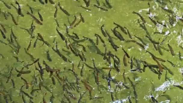 Schulfische Auf Dem Ozean Wasser Meeresleben Grünem Wasser Footage — Stockvideo