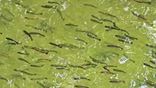 Escuela Peces Océano Vida Marina Agua Verde Filmación — Vídeos de Stock