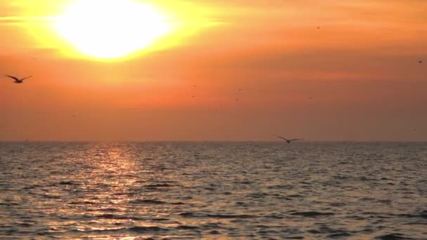 Flying Ocean Flying Bird Silhouette Handheld Shot Red Sunset Slow — Videoclip de stoc